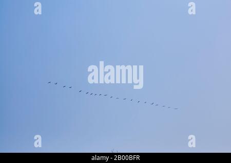 The great cormorant (Phalacrocorax carbo), black cormorant large cormorant flock flying Stock Photo