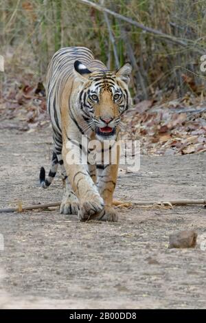 Bengal tiger (Panthera tigris tigris), young animal walking on a forest path, Bandhavgarh National Park, Madhya Pradesh, India Stock Photo
