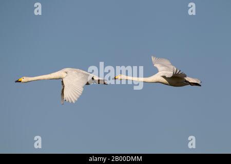 Whooper swans (Cygnus cygnus), two adult birds in flight, Cambridgeshire, England, United Kingdom Stock Photo