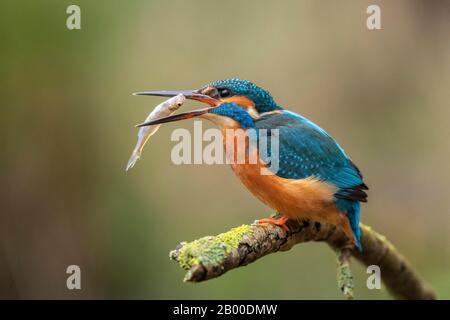 Common kingfisher (Alcedo atthis), with fish, Hesse, Germany Stock Photo
