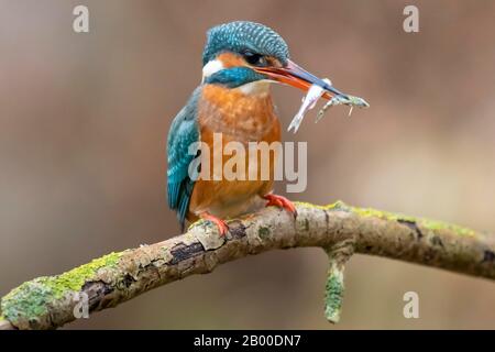 Common kingfisher (Alcedo atthis), female with two fish, Hesse, Germany Stock Photo