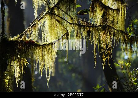 Moss on branches in cloud forest, Garajonay National Park, La Gomera, Canary Islands, Spain Stock Photo