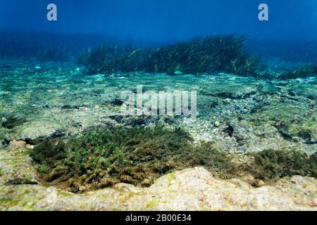 Underwater landscape, sandy riverbed with waterweed (Elodea) in front, reeds in the back, Rainbow River, Rainbow Springs State Park, Dunnelon Stock Photo