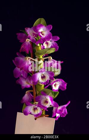 pink Phalaenopsis or Moth dendrobium Orchid flower on black background. Stock Photo