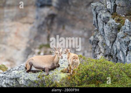 Alpine Ibexes (Capra ibex), mother and young animal, Bernese Oberland, Switzerland Stock Photo