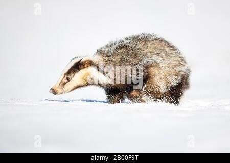 European badger (Meles meles), in snow, winter, Bavaria, Germany Stock Photo