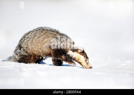 European badger (Meles meles), in snow, winter, Bavaria, Germany Stock Photo