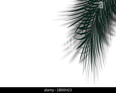 palm tree leaf with shadow reflect on clean white wall with copy space. abstract simple palm tree leaf in black and white color for tropical backgroun Stock Photo