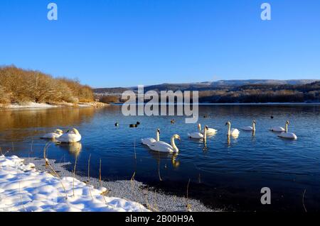 White swans on a colorful lake Stock Photo