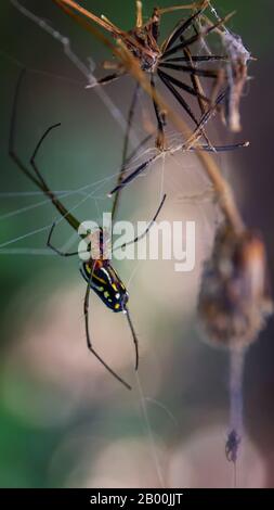 spider weaving its spider web attached to a plant Stock Photo