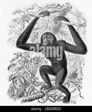 Indonesia/Germany: A Siamang or black furred gibbon, Sumatra. Engraving by Ernst Haeckel (1834-1919)  The Siamang (Symphalangus syndactylus) is a tailless, arboreal, black furred gibbon native to the forests of Malaysia, Thailand, and Sumatra. The largest of the lesser apes, the Siamang can be twice the size of other gibbons, reaching 1 m in height, and weighing up to 14 kg. Stock Photo