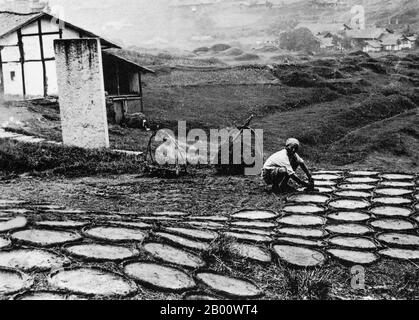 Tibet/China: A Tibetan farmer in the town of Atentze lays out yak dung to dry before it is used as fuel; photographed in 1900.   Rural Tibetans often collect yak dung on a daily basis from the trails to dry out and use as fuel for fires. The Sherpa people rely on small iron stoves to heat their homes and for cooking in their kitchens. Above a certain elevation there just is no wood to be found, and the Chinese government has placed tight restrictions on logging in the protected Himalayan forests. Stock Photo