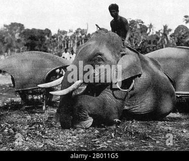 https://l450v.alamy.com/450v/2b011g5/thailand-a-mahout-and-his-elephant-take-a-rest-siam-late-19th-century-in-the-19th-century-the-asian-elephant-held-a-prominent-position-in-siam-although-they-were-hunted-regularly-north-of-ayutthaya-and-the-lao-states-present-day-chiang-mai-province-and-isan-not-only-were-elephants-used-as-beasts-of-burden-in-agriculture-and-for-hauling-timber-but-they-were-active-in-war-leading-cavalry-charges-against-the-enemy-elephants-were-frequently-employed-in-the-siamese-burmese-wars-of-the-middle-ages-siams-kings-kept-elephants-especially-prized-albino-elephants-in-elaborate-stables-2b011g5.jpg