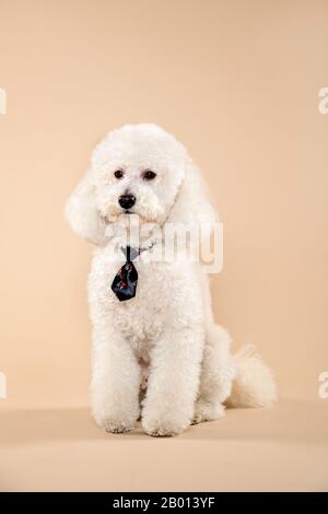 Funny white poodle with small black necktie, sitting calm against plain beige background Stock Photo