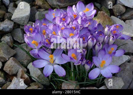 Clump of purple Crocus tommasinianus early crocus growing in a garden Stock Photo