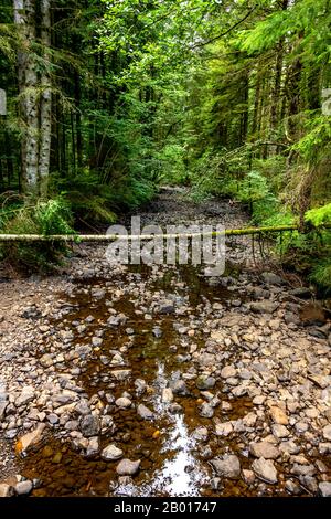 River dried up in a wood in summer, Puy de Dome, Auvergne-Rhone-Alpes, France Stock Photo