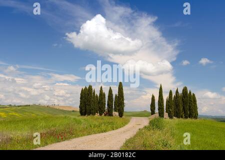 Group of Cypresses in cornfield, San Quirico d'Orcia, Val d'Orcia, Tuscany, Italy. Stock Photo