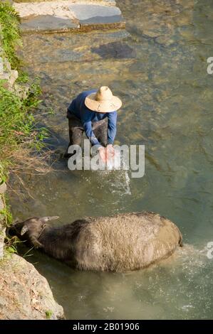 China: Washing a buffalo next to the Miao village of Langde Shang, southeast of Kaili, Guizhou Province.  The water buffalo or domestic Asian water buffalo (Bubalus bubalis) is a large bovine animal, frequently used as livestock in southern Asia, and also widely in South America, southern Europe, north Africa, and elsewhere.  Buffalo are used as draft, meat, and dairy animals. Their dung is used as a fertilizer and as a fuel when dried. In Chonburi, Thailand, Pakistan and in southwestern region of Karnataka, India, there are annual water buffalo races known as Kambala. Stock Photo