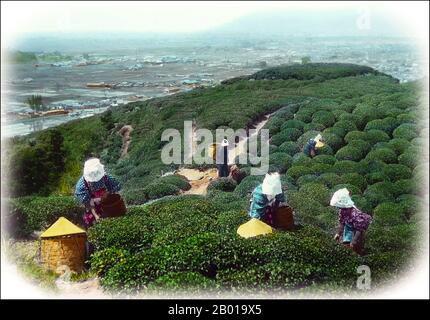 Japan: Female tea-pickers in a tea plantation. Photo by T. Enami (1859-1929), c. 1910.  T. Enami (Enami Nobukuni) was the trade name of a celebrated Meiji period photographer. The T. of his trade name is thought to have stood for Toshi, though he never spelled it out on any personal or business document.  Born in Edo (now Tokyo) during the Bakumatsu era, Enami was first a student of, and then an assistant to the well known photographer and collotypist, Ogawa Kazumasa. Enami relocated to Yokohama, and opened a studio on Benten-dōri (Benten Street) in 1892. Stock Photo