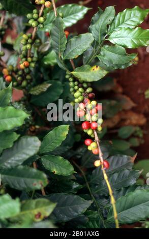 Vietnam: Coffee bushes at Khe Sanh, central Vietnam.  Four centuries ago coffee was all but unknown beyond the Horn of Africa and Southern Arabia, the area from which a small, berry-bearing tree, known to science as coffee arabica, first sprang. The unassuming plant which plays so important a part in our lives today, is thought to be indigenous to the Kaffa region of highland Ethipia -- from which the name 'coffee' may originate; others argue that it derives from its Arabic name qahwa. Stock Photo