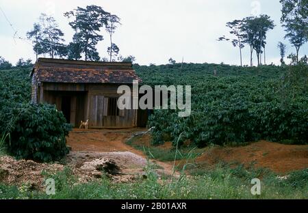 Vietnam: Coffee plantations, Dak Song, near Buon Ma Thuot, Central Highlands.  Four centuries ago coffee was all but unknown beyond the Horn of Africa and Southern Arabia, the area from which a small, berry-bearing tree, known to science as coffee arabica, first sprang. The unassuming plant which plays so important a part in our lives today, is thought to be indigenous to the Kaffa region of highland Ethipia -- from which the name 'coffee' may originate; others argue that it derives from its Arabic name qahwa. Stock Photo