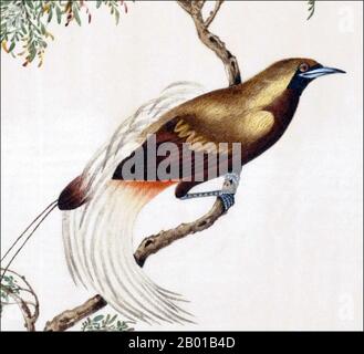 Indonesia/China: Greater Bird-of-paradise. Watercolour painting from a gouache album of various Chinese and Indonesian birds, 19th century.  The greater bird-of-paradise (Paradisaea apoda) is a bird-of-paradise found in the lowland and hill forests of southwest New Guinea and Indonesia's Aru Islands. It has the most glamorous display in the bird world, with sexually dimorphic plumage, the females being quite plain compared to the males. Stock Photo