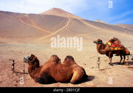 China: Camels in the desert near the Bezeklik Caves, Turpan, Xinjiang Province.  The Bactrian camel (Camelus bactrianus) is a large even-toed ungulate native to the steppes of central Asia. It is presently restricted in the wild to remote regions of the Gobi and Taklimakan Deserts of Mongolia and Xinjiang, China. The Bactrian camel has two humps on its back, in contrast to the single-humped Dromedary camel.  The Bezeklik Thousand Buddha Caves (Bozikeli Qian Fo Dong) are complex of Buddhist cave grottos dating from the 5th to the 9th centuries. There are 77 rock-cut caves at the site. Stock Photo