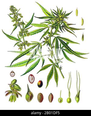 Central Asia/South Asia: Cannabis or Common Hemp in a 19th century botanical painting. Illustration by Walther Otto Muller (1833-1887) for Kohler's 'Medizinal-Pflanzen', 1887.  Cannabis is a genus of flowering plants that includes three putative species, Cannabis sativa, Cannabis indica, and Cannabis ruderalis. These three taxa are indigenous to Central Asia, and South Asia.  Cannabis has long been used for fibre (hemp), for seed and seed oils, for medicinal purposes and as a recreational drug. Industrial hemp products are made from Cannabis plants selected to produce an abundance of fibre. Stock Photo