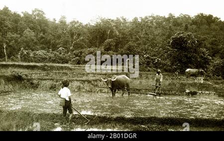 Burma: Shan farmers prepare their rice fields aided by water buffaloes, c. 1892-1896.  Located in the northeast of the country, Shan State covers one-quarter of Burma’s land mass. It was traditionally separated into principalities and is mostly comprised of ethnic Shan, Burman Pa-O, Intha, Taungyo, Danu, Palaung and Kachin peoples. Stock Photo