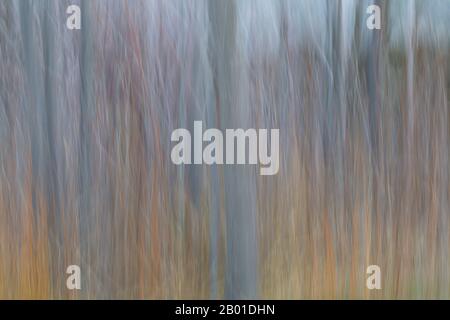 abstract silver birch tree trunks impressions at Andalucia, Spain in February - ICM intentional camera movement Stock Photo