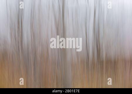 abstract silver birch tree trunks impressions at Andalucia, Spain in February - ICM intentional camera movement Stock Photo