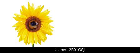 Close up of a sunflower with  bees gathering nectar isolated on white panoramic  background Stock Photo