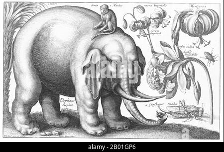 Czech Republic/England: 'Elephant and flowers'. Engraving by Vaclav Hollar (13 July 1607 - 25 March 1677), mid-17th century.  Václav Hollar, known in England as Wenceslaus or Wenceslas and in Germany as Wenzel Hollar, was a Bohemian etcher who lived in England for much of his life. He was born in Prague, and died in London, being buried at St Margaret's Church, Westminster. Stock Photo