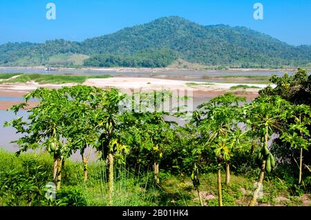 Thailand: A boat passes through the narrows behind a papaya grove at Ban Hat Bia on the Mekong River, Loei Province.  Loei (Thai: เลย) Province is located in Thailand's upper North-East. Neighboring provinces are (from east clockwise) Nong Khai, Udon Thani, Nongbua Lamphu, Khon Kaen, Phetchabun, Phitsanulok. In the north it borders Xaignabouli and Vientiane Provinces of Laos.  The province is covered with low mountains, while the capital Loei is located in a fertile basin. The Loei River, which flows through the province, is a tributary of the Mekong River. Stock Photo