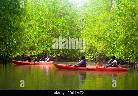 Thailand: Kayakers in the mangroves, Than Bokkharani National Park, Krabi Province.  Than Bokkharani National Park is located in Krabi Province about 45 kilometres (28 miles) northwest of Krabi Town. The park covers an area of 121 square kilometres (47 square miles) and is characterised by a series of limestone outcrops, evergreen rainforest, mangrove forest, peat swamp, and many islands. There are also numerous caves and cave complexes with some spectacular stalagmites and stalactites.  Than Bokkharani centres on two well known caves, Tham Lot and Tham Phi Hua. Stock Photo