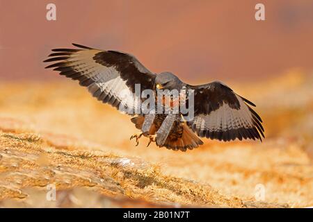 Jackal buzzard, Augur buzzard (Buteo rufofuscus), landing, South Africa, Giants Castle Game Reserve Stock Photo