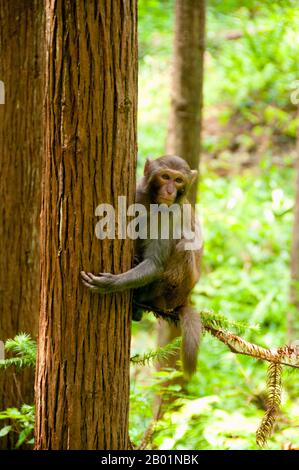 China: Rhesus monkey (Macaca mulatta), Wulingyuan Scenic Area (Zhangjiajie), Hunan Province.  The Rhesus macaque (Macaca mulatta), also called the Rhesus monkey, is brown or grey in colour and has a pink face, which is bereft of fur. Its tail is of medium length and averages between 20.7 and 22.9 cm (8.1 and 9.0 in). Adult males measure approximately 53 cm (21 in) on average and weigh about 7.7 kg (17 lb). Females are smaller, averaging 47 cm (19 in) in length and 5.3 kg (12 lb) in weight.  It is listed as Least Concern in the IUCN Red List of Threatened Species. Stock Photo