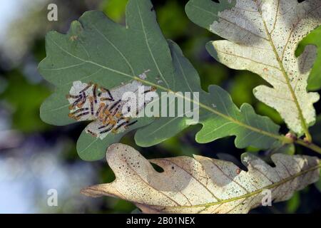 Oak slug sawfly, Oak slugworm (Caliroa annulipes, Eriocampoides annulipes), larvae feed on oak leaf, Germany Stock Photo
