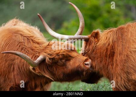 Scottish Highland Cattle, Kyloe, Highland cow, Heelan coo (Bos primigenius f. taurus), two Scottish Highland Cattles greeting, Belgium, West Flanders, De Westhoek, De Panne Stock Photo