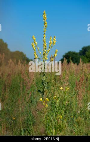 White mullein, Dark mullein (Verbascum lychnitis), blooming yellow, Germany Stock Photo