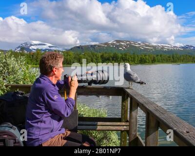 mew gull (Larus canus), nature photographer and Common Gull, Norway, Troms, Trosmoe Stock Photo