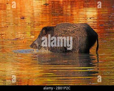 wild boar, pig, wild boar (Sus scrofa), female stands in water, Germany, Saxony Stock Photo