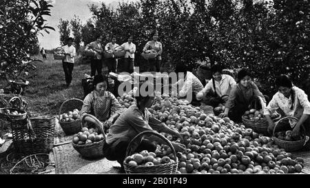asian chinese farmer in orchard Stock Photo - Alamy