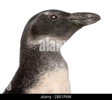 Close-up of Young African Penguin, Spheniscus demersus, 3 months old, in front of white background Stock Photo