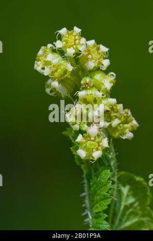 fragrant fringecup, fringe-cups (Tellima grandiflora), blooming Stock Photo