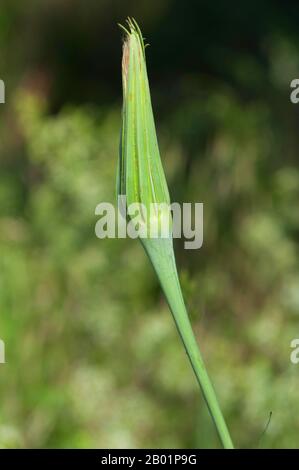 yellow salsify, meadow goat's-beard (Tragopogon dubius), fruiting head, Germany Stock Photo