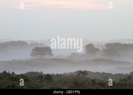 Mist over Berkheide, Netherlands, South Holland, Wassenaar, Katwijk Stock Photo