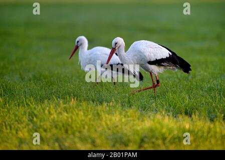 white stork (Ciconia ciconia), pair on the feed, Germany, North Rhine-Westphalia, NSG Dingdener Heide Stock Photo