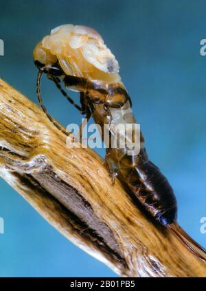 common earwig, European earwig (Forficula auricularia), hatching, skinning, Germany Stock Photo