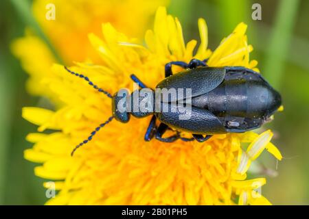 Oil beetle, Black oil beetle (Meloe proscarabaeus), sits on a dandelion flower with small fly on its back, Germany, Bavaria, Niederbayern, Lower Bavaria Stock Photo